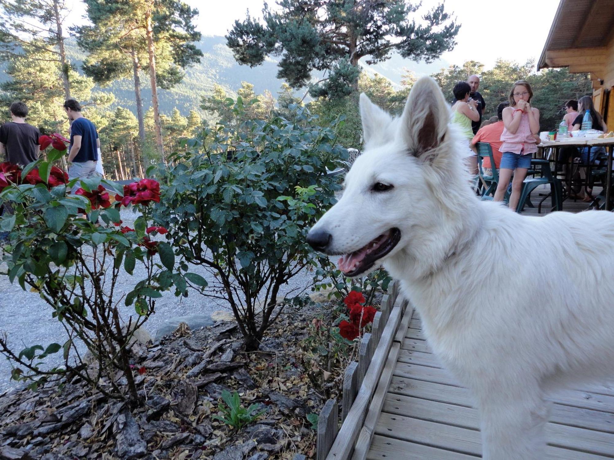 Parc Residentiel De Loisir : Le Loup Blanc Du Riou Hotell Barcelonnette Eksteriør bilde